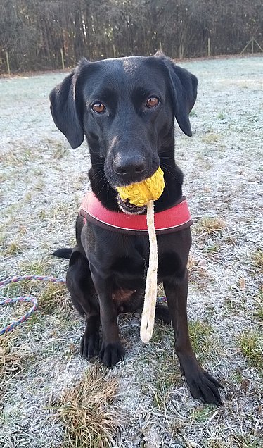 Unser schwarzer Kurzhaar Besuchshund Flicka sitzt mit einem Spielzeug im Maul auf einer Wiese. 