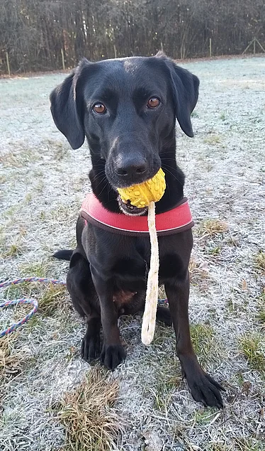 Besuchshund Flicka.png Unser schwarzer Kurzhaar Besuchshund Flicka sitzt mit einem Spielzeug im Maul auf einer Wiese.